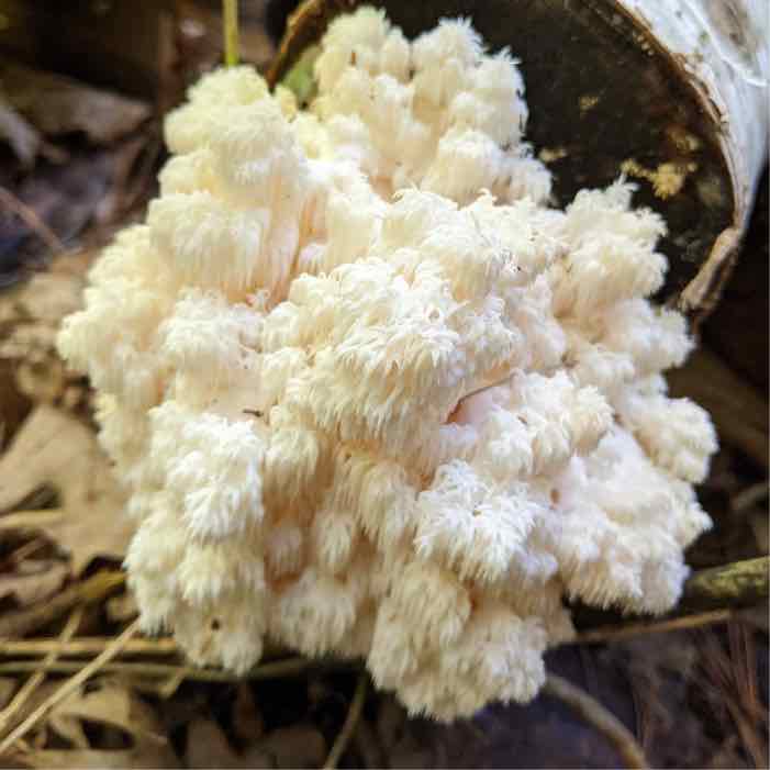 Comb Tooth mushrooms growing on birch