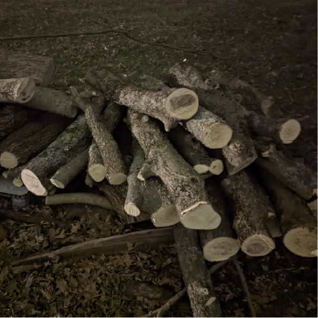 Hackberry logs cut and stacked