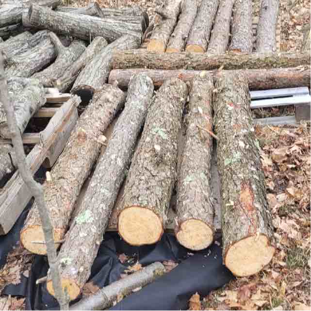 Jack Pine logs cut and stacked