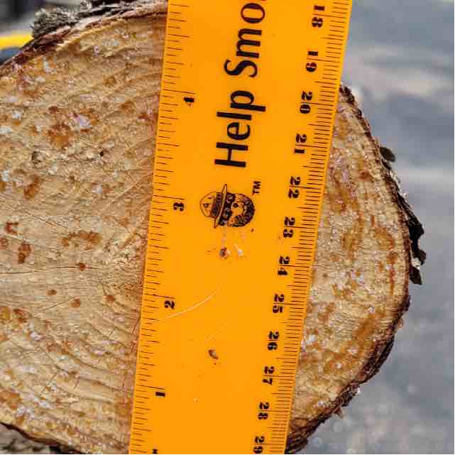 Jack Pine log end with a tape measure for diameter