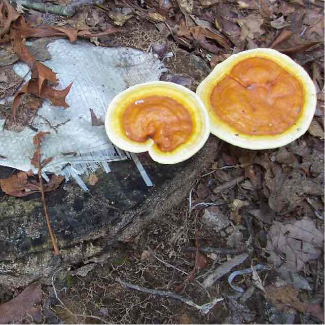 Reishi Mushrooms on Totem