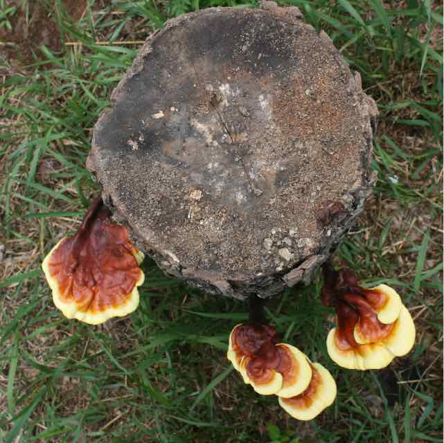 Reishi Mushrooms on Totem
