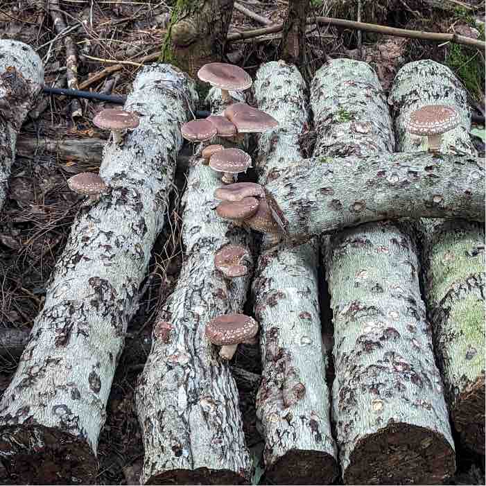 spawn run in logs that have beech bark disease