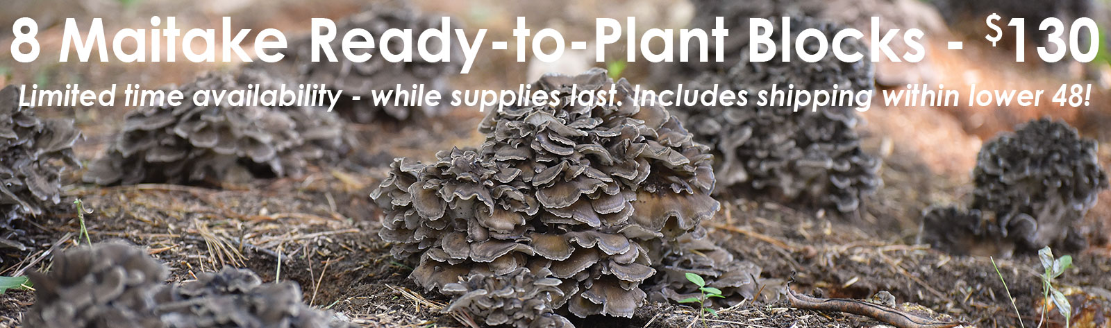 Maitake Outdoor 8-Block Set