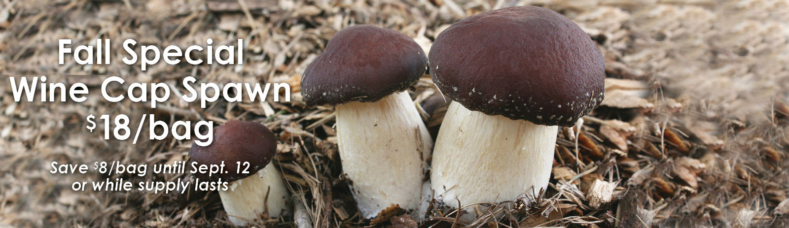 wine cap fall special