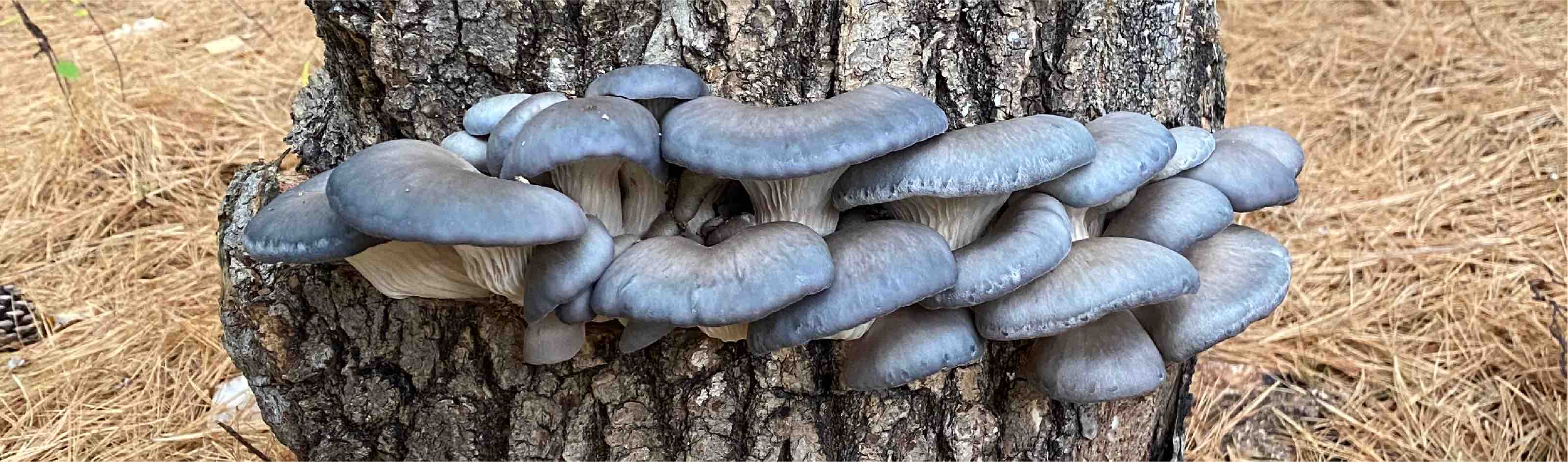 blue oyster growing on logs