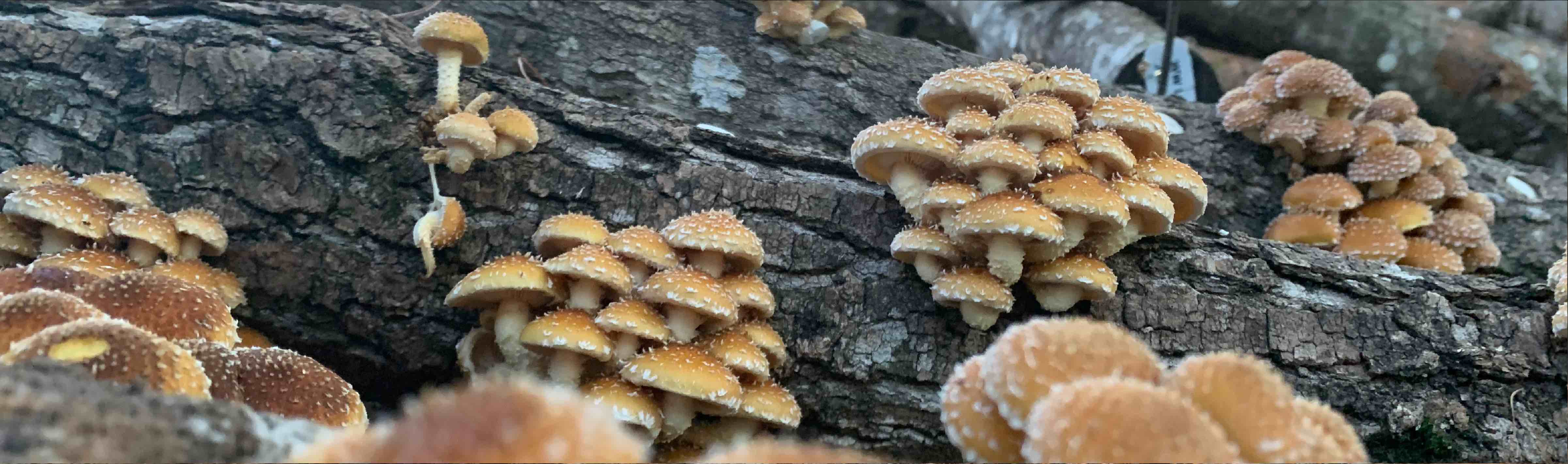 chestnut mushrooms growing on logs