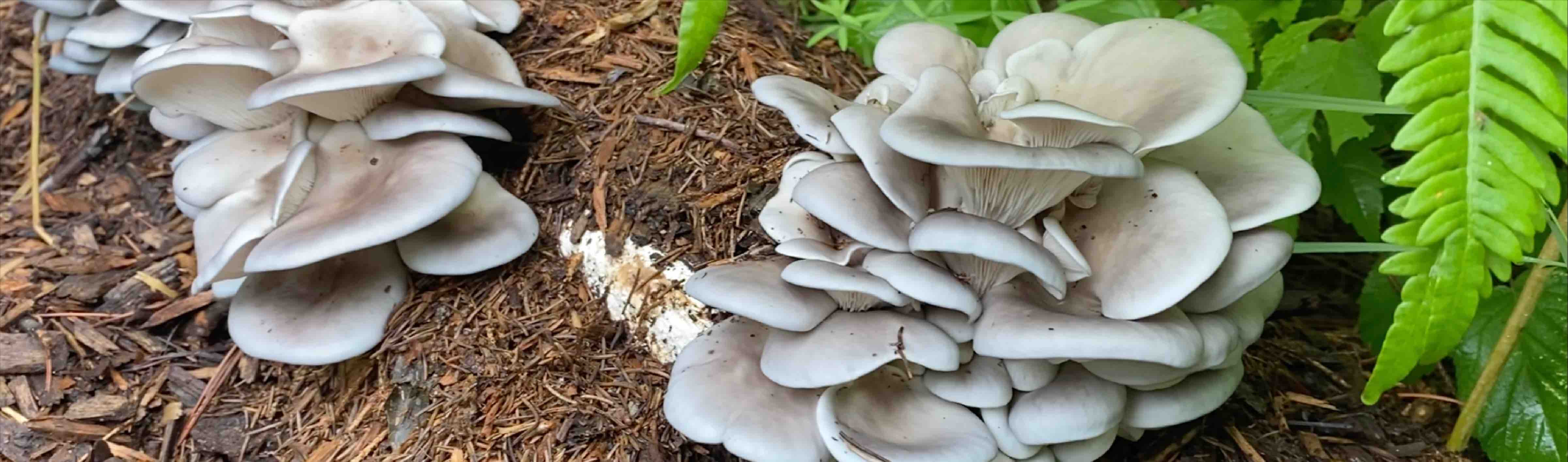 Grey Dove oyster mushrooms growing under ferns