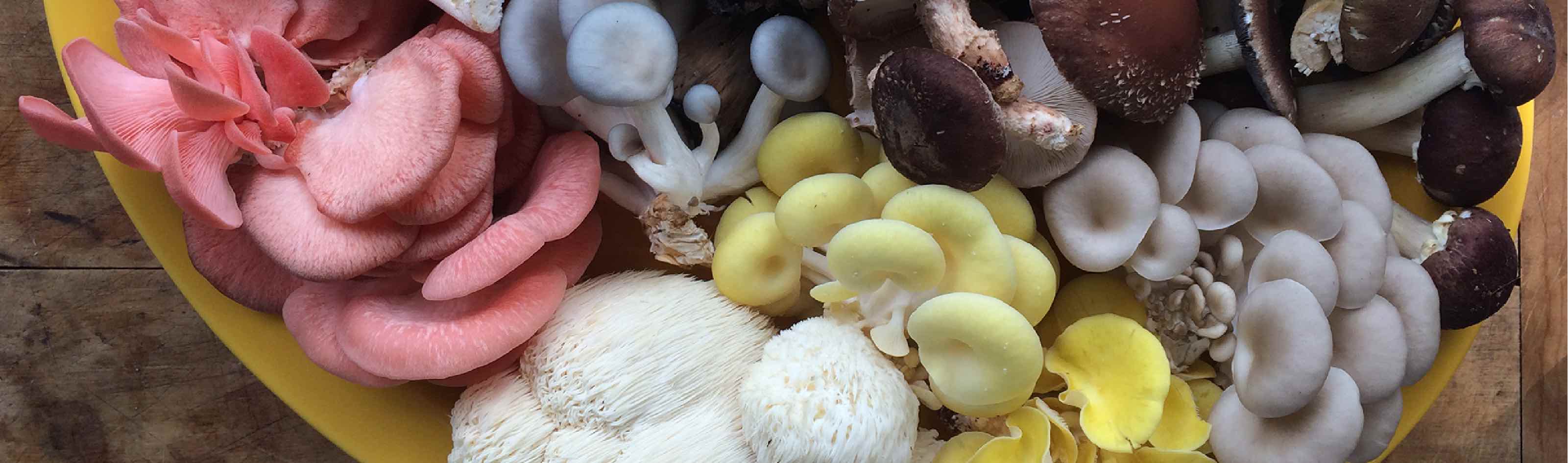 black pearl oyster mushroom bed