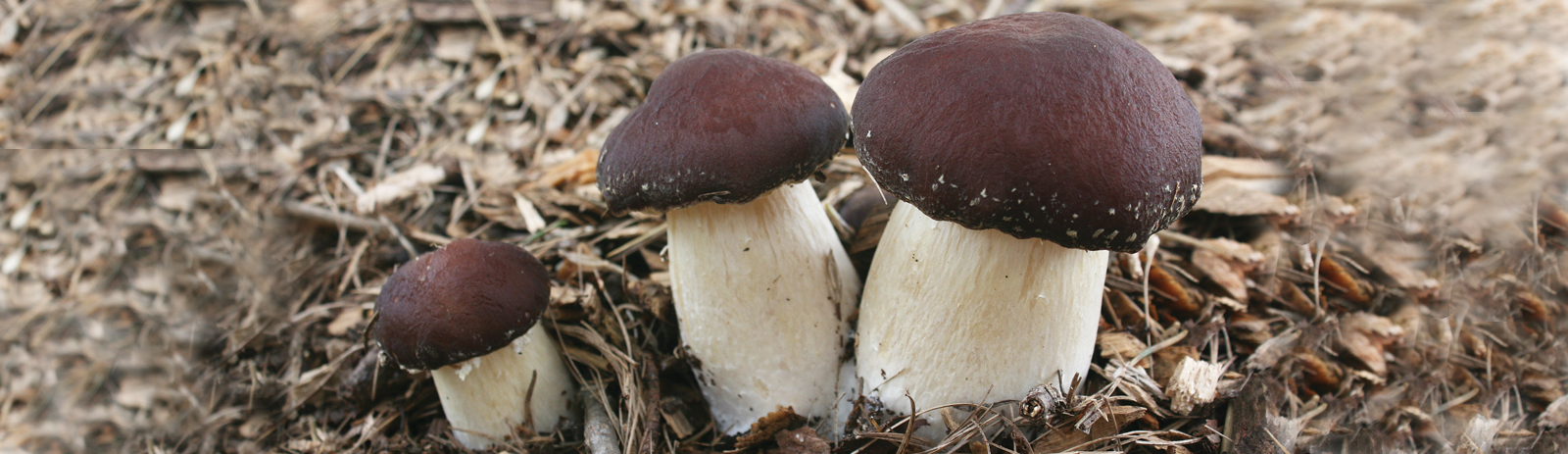 Wine Cap Stropharia growing on wood chips