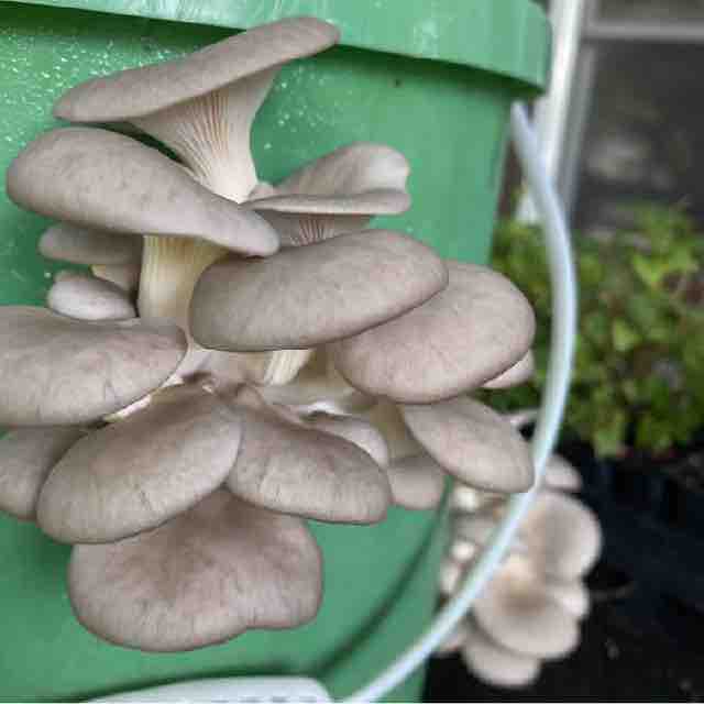 Grey oyster mushrooms growing out of holes in a green plastic bucket