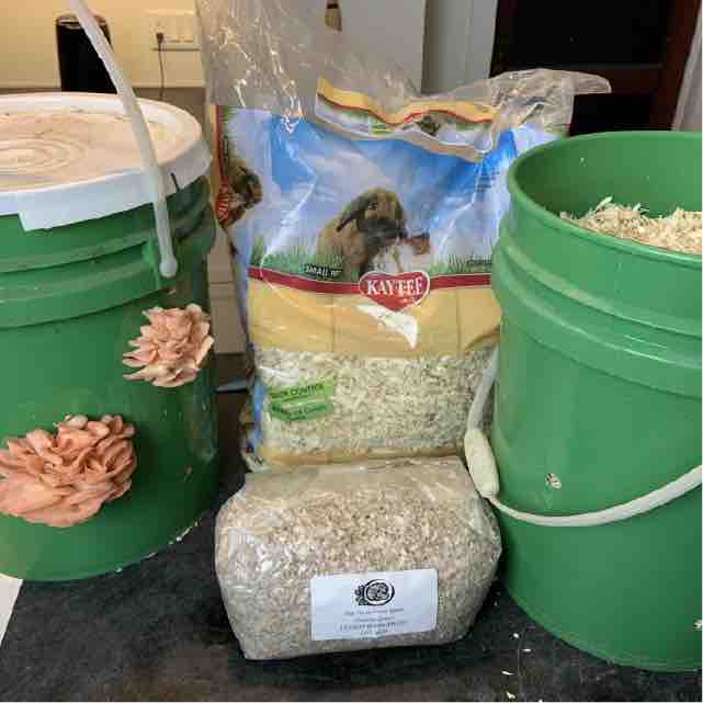 Two green plastic five gallon buckets, one bag of oysters mushroom grain spawn, and a bag of aspen shavings