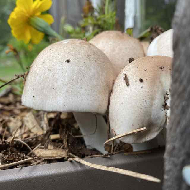 Almond Agaricus mushroom growing in brown window box