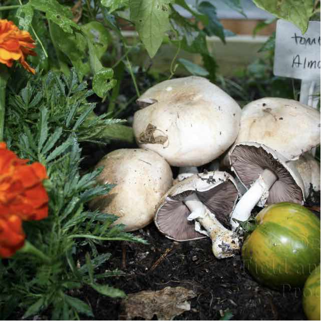 Almond Agaricus mushroom growing alongside flowers and tomatoes