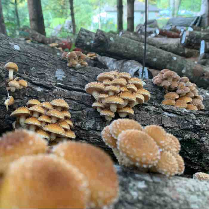 Chestnut mushroom clusters on Logs