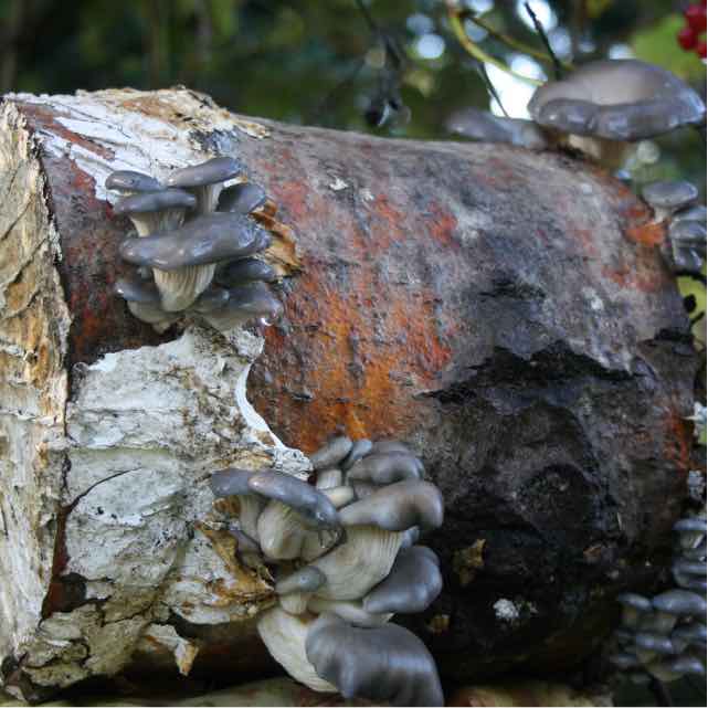 Clusters of blue oyster mushrooms growing on a log - Totem Method