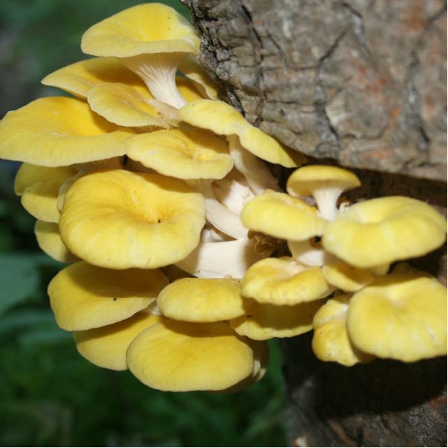 A cluster of golden oyster mushrooms growing on logs - Totem Method