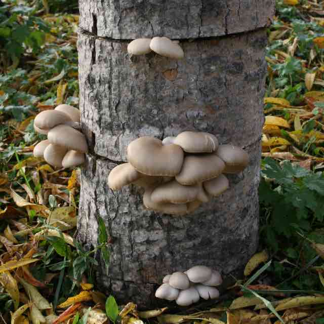 Grey Dove Oyster Mushrooms growing on logs - Totem Method