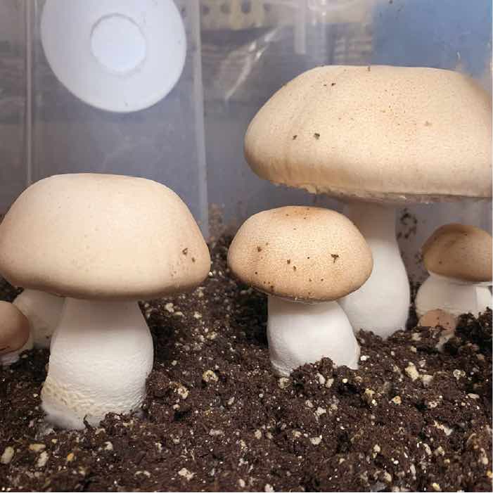 dung-loving mushroom growing in compost