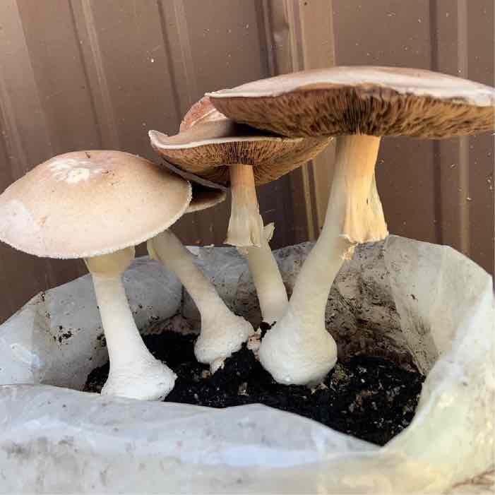 mushroom growing in compost