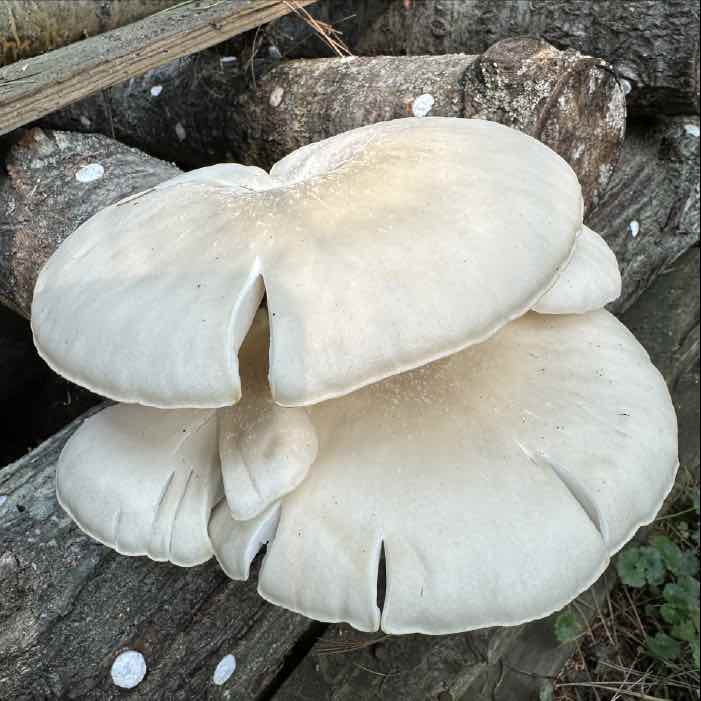 Oysters on Logs