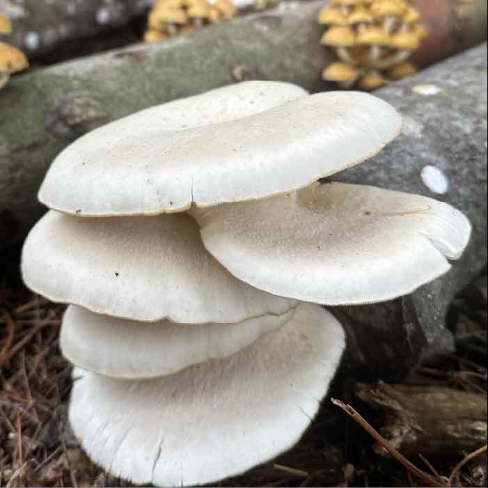 Oysters on Logs