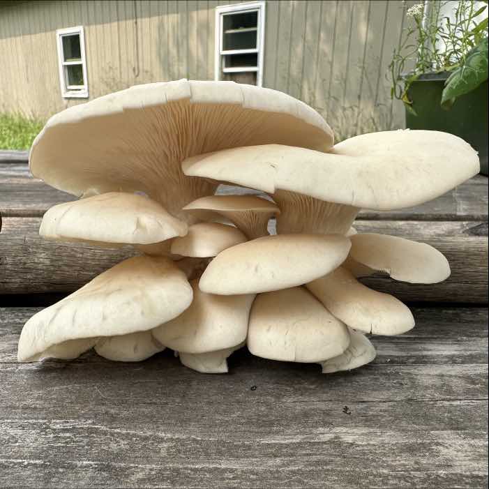 Oysters on Logs