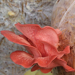 Blue Oyster Mushroom Straw Log (Living Mulch)