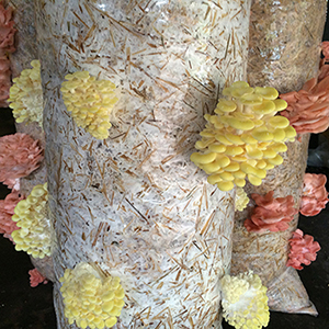 Mushrooms Growing in Straw Bales - My Northern Garden