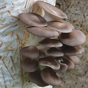 How to grow Oyster Mushrooms on straw and substrates