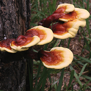 Reishi on Logs