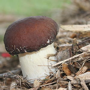 a single Wine Cap mushroom growing in wood chips