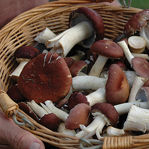 Wine Cap mushrooms in a basket