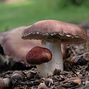 two wine cap mushrooms growing in wood chips