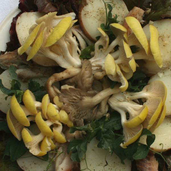 Summer Salad of Golden Oysters and Garden Greens