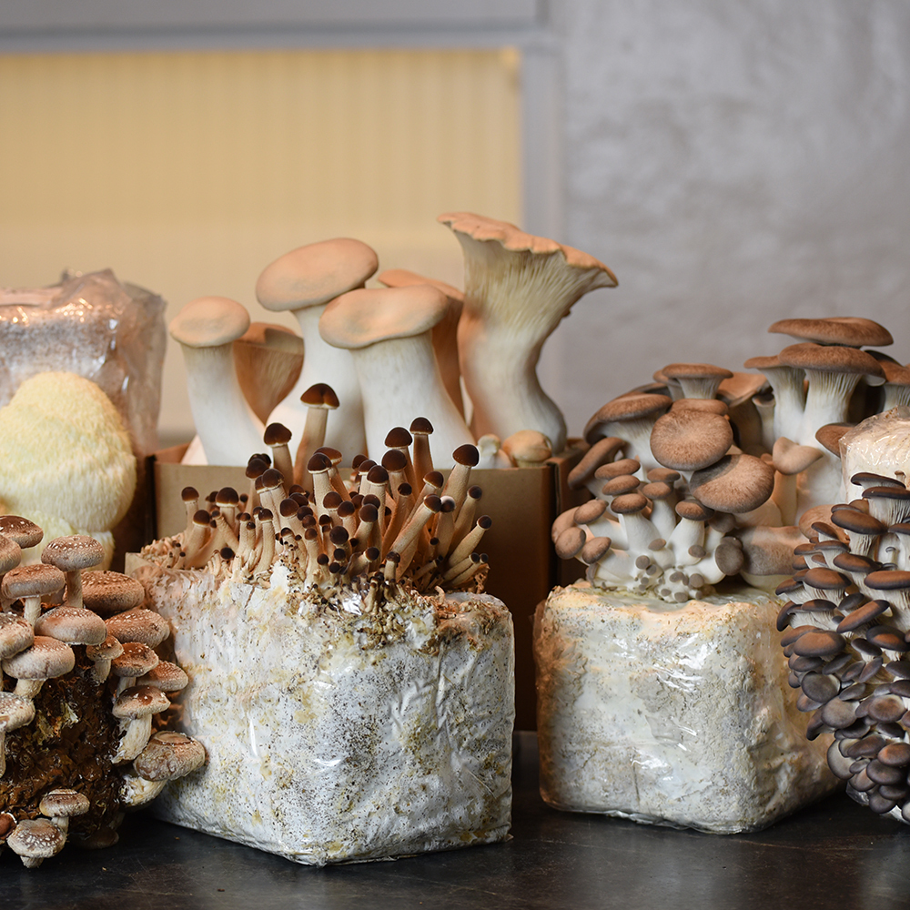 Indoor Mushroom Garden Set (shipping included!)
