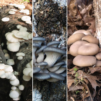 Oyster 3-Season Collection - Plug Kit