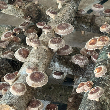 Shiitake - Cumulus (<i>Lentinula edodes</i>) Plug Spawn