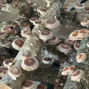 Shiitake - Cumulus™ (<i>Lentinula edodes</i>) Sawdust Spawn