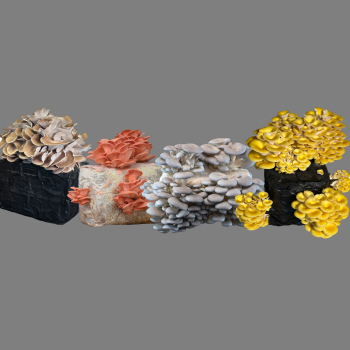 Mushrooms of Many Colors Oyster 8-Block Set