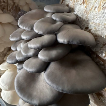 Oyster - Blue (<i>Pleurotus ostreatus</i>) Grain Spawn