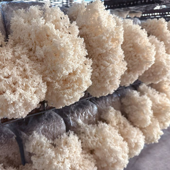 Coral Tooth (Hericium coralloides) Rye Grain Spawn
