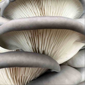 Your Guide to Harvesting Oyster Mushrooms at the Perfect Time