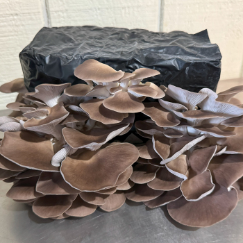 Italian Oyster Table Top Farm