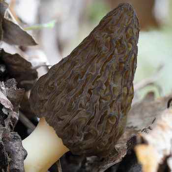 Landscape Morel Bed Bundle