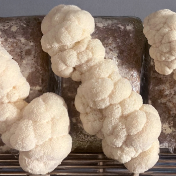 Limited Release - Lion's Mane (<i>Hericium erinaceus</i>) Rye Grain Spawn