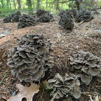 Maitake (Hen of the Woods) Hardwood Fuel Pellet Blocks Kit