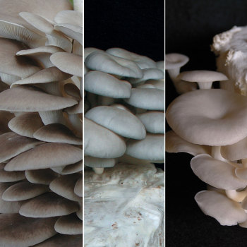 Oyster - Mushrooms Of Many Colors TeePee™ Kit