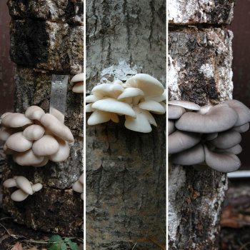 Mushrooms of Many Colors Totem Kit (sawdust spawn kit)