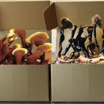 Reishi Yin-Yang Set